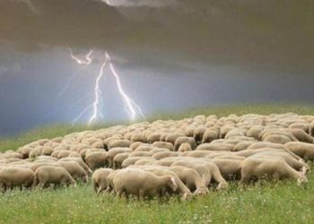 GROM USMRTIO STADO OVACA, LETJELE SU U ZRAK VIŠE OD TRI METRA