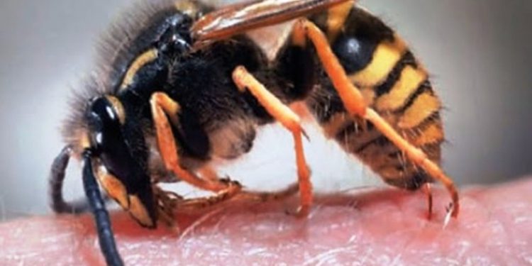 Ubod stršljena: Evo šta prvo da uradite kako biste spasili sebi život!