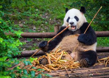 Pande više nisu ugrožena vrsta