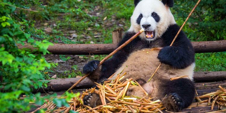 Pande više nisu ugrožena vrsta