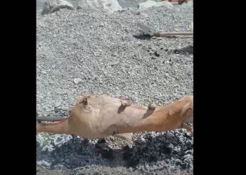 (VIDEO) ZA ELITNO “VJEROVALI ILI NE”: Na sred plaže u Crnu Goru turisti obrnuli jagnje…