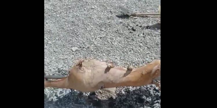 (VIDEO) ZA ELITNO “VJEROVALI ILI NE”: Na sred plaže u Crnu Goru turisti obrnuli jagnje…