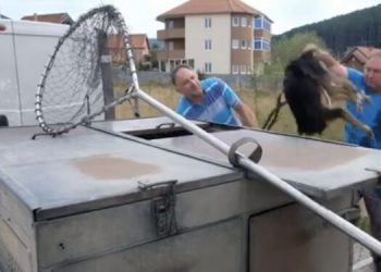 (VIDEO): U Tutinu sprovedena akcija uklanjanja pasa lutalica