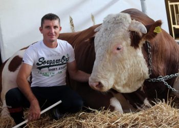 BIK MIŠKO OD DVIJE TONE ATRAKCIJA POLJOPRIVREDNOG SAJMA