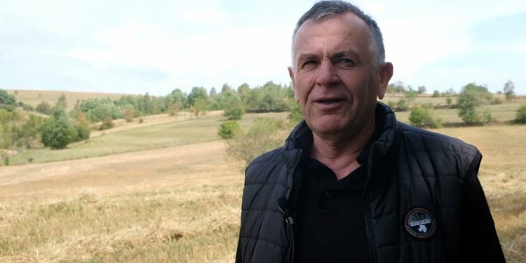 (VIDEO) Pešterka visoravan: Žetva pšenice pri kraju, rod zadovoljavajući