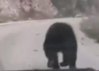 (VIDEO) Šok-video iz Rožaja, pljušte komentari na Instagramu! BRUKO OD VOZAČA