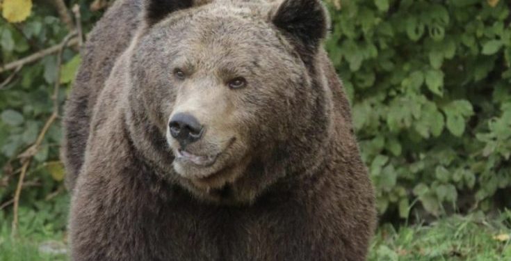 Sandžak: Dok je brao kleku u šumi napao ga medved