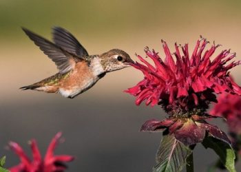 IZUMRLE još 23 životinjske vrste