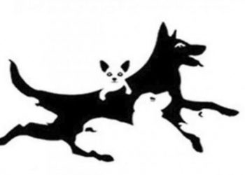 DOBRO POGLEDAJTE: KOLIKO PASA VIDITE?