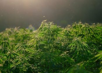 NJEMAČKA BI MOGLA ZARADITI MILIJARDE EURA LEGALIZACIJOM KANABISA