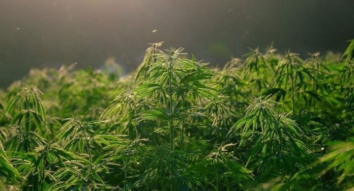 NJEMAČKA BI MOGLA ZARADITI MILIJARDE EURA LEGALIZACIJOM KANABISA