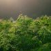 NJEMAČKA BI MOGLA ZARADITI MILIJARDE EURA LEGALIZACIJOM KANABISA