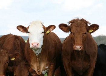 FARMER TUŽIO KRAVE POLICIJI: NISU DALE MLIJEKO ČETIRI DANA