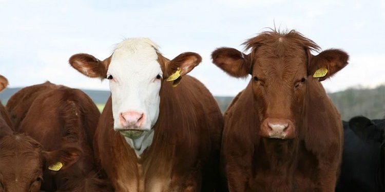 FARMER TUŽIO KRAVE POLICIJI: NISU DALE MLIJEKO ČETIRI DANA