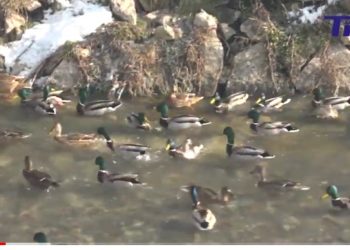 (VIDEO) Građani Tutina u centru grada hrane jata divljih pataka u rijeci Vidrenjak