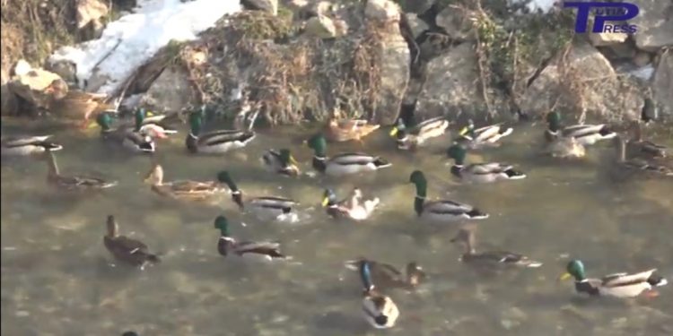 (VIDEO) Građani Tutina u centru grada hrane jata divljih pataka u rijeci Vidrenjak