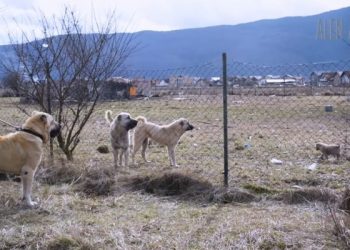 (VIDEO) Najveća zvijer među psima: Savlada vuka i bori se s medvjedom