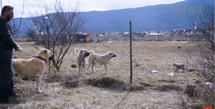 (VIDEO) Najveća zvijer među psima: Savlada vuka i bori se s medvjedom