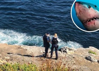 Prvi napad u 58 godina: Ajkula u Sydneyu usmrtila plivača