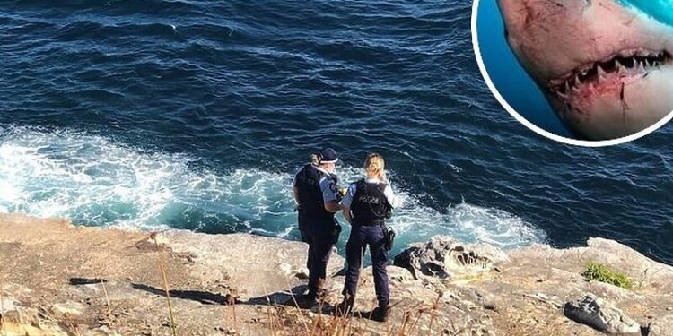 Prvi napad u 58 godina: Ajkula u Sydneyu usmrtila plivača