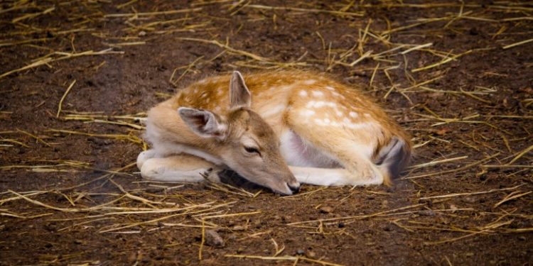 Užasan prizor kod Prijepolja: Nesavesne lovokradice usmrtile srnu sa dvoje lanadi u stomaku, policija privela petoricu