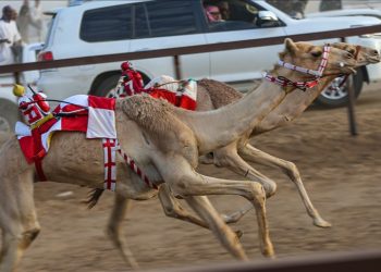 U Sudanu održane utrke deva