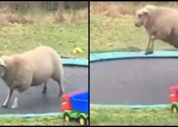 (VIDEO) Niko im ne bi vjerovao za ovcu na trampolini da nisu snimili ovaj video