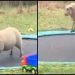 (VIDEO) Niko im ne bi vjerovao za ovcu na trampolini da nisu snimili ovaj video