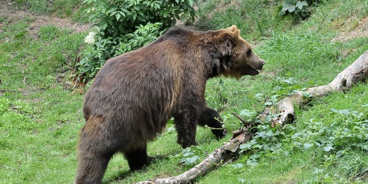 Medvjed napao i teško povrijedio pastira, ljekari mu pokušavaju spasiti nogu