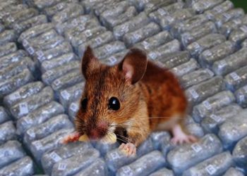 Pacovi okrivljeni da su pojeli pola tone marihuane