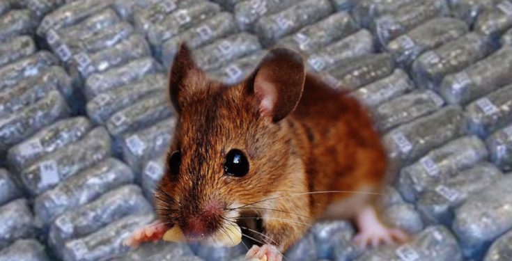 Pacovi okrivljeni da su pojeli pola tone marihuane