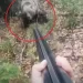 DRAMATIČNI TRENUCI / Zamalo je snimio vlastitu smrt: Agresivna medvjedica istrčala ispred lovca, on odlučio da neće pucati!