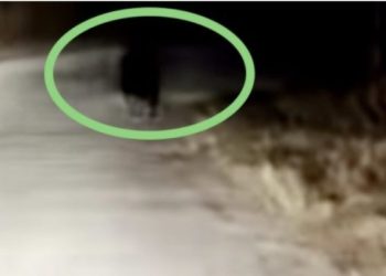 (VIDEO) Sandžak: Kolima jurili medvjeda