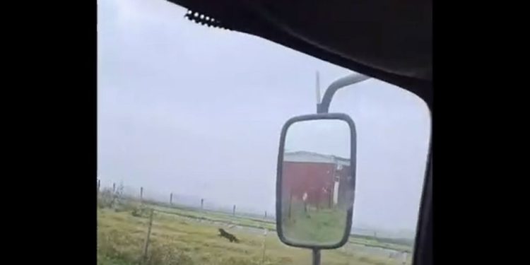 VIDEO: Crni panter navodno ponovo viđen i to kod Feketića