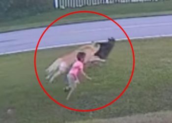 (VIDEO)Pogledajte kako je hrabri njemački ovčar zaštitio dječaka (6) od napada RAZJARENE ZVERI