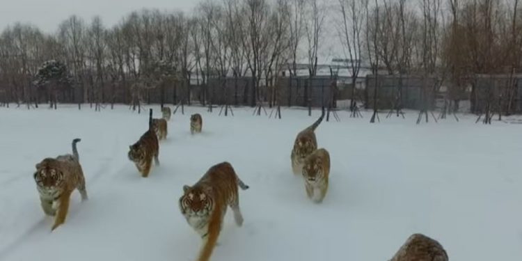 (VIDEO) Čovjek podiže dron i počinje snimati sibirske tigrove. Obratite pažnju šta će uslijediti na 0:23!