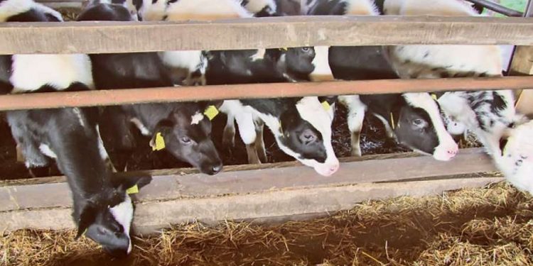 Lopovi opustošili štalu, ukradeno nekoliko teladi u vrijednosti 9 hiljada €