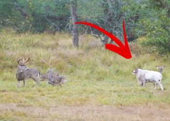 Ovan se zaletio rogovima prema jelenu, ali je tada shvatio da je napravio veliku grešku