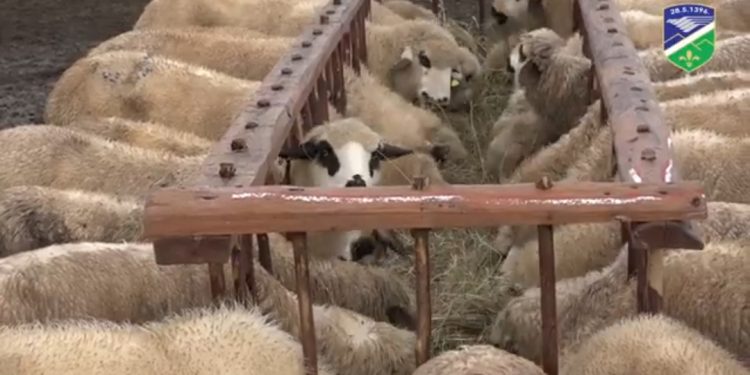 (VIDEO)Porodica Zornić na Gornjoj Pašteri uspešno se bavi poljoprivredom i stočarstvom