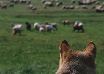 Otac i sin ubili dva psa koji su im napali ovce: Sada su optuženi mučenje i ubijanje životinja