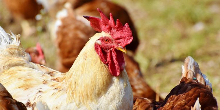 ZAGLAVIO U ZATVORU JER JE NASMRT PREPLAŠIO KOMŠIJINE KOKOŠKE: MORA I DA PLATI ODŠTETU