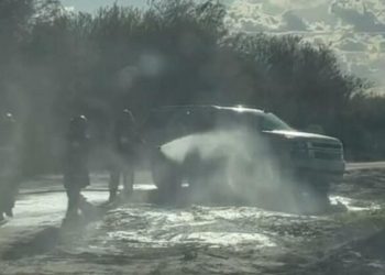 MAJKU SA DECOM NAPALE PČELE UBICE Ovako je spasla ćerke, a nju ubole više od 70 puta! OVO NIKAD nemojte raditi ako vas napadne roj