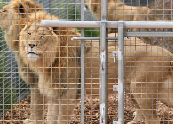 Užas u zoo vrtu, dečaka (6) ubio lav: Dete prošlo kroz zaštitnu ogradu pa završilo u kavezu sa životinjom, a onda je usledio horor FOTO