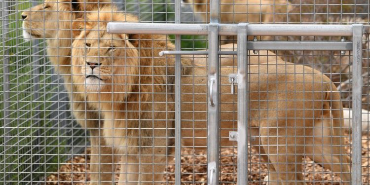 Užas u zoo vrtu, dečaka (6) ubio lav: Dete prošlo kroz zaštitnu ogradu pa završilo u kavezu sa životinjom, a onda je usledio horor FOTO